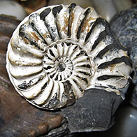 Natural history