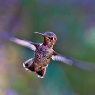 Birds