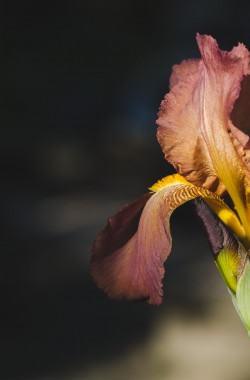 Flora