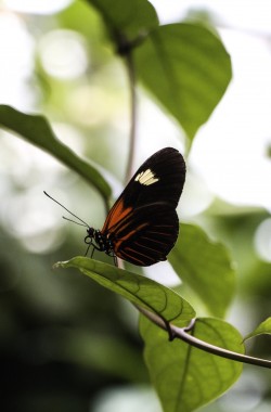 Insects