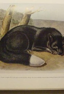 audubons-animals-the-quadrupeds-of-north-america-B0006DDGZ2